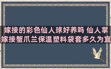 嫁接的彩色仙人球好养吗 仙人掌嫁接蟹爪兰保温塑料袋套多久为宜